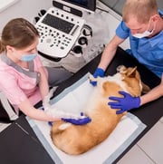 Dog being monitored by veterinarians.