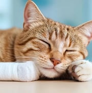 Cat sleeping with a bandaged paw.