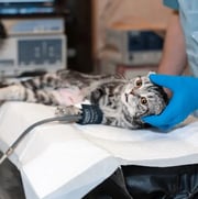 Cat being seen by a veterinarian.