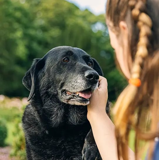 Woman petting her dog's face.