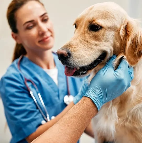 Vet examining a dog.