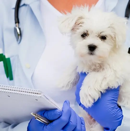 Vet holding a dog and a journal.