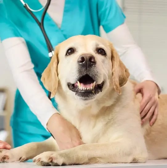 Vet examining a dog.