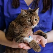 Cat with bandage around its leg.
