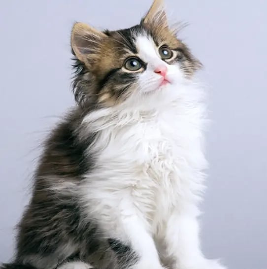 PetsWeSeeCats
