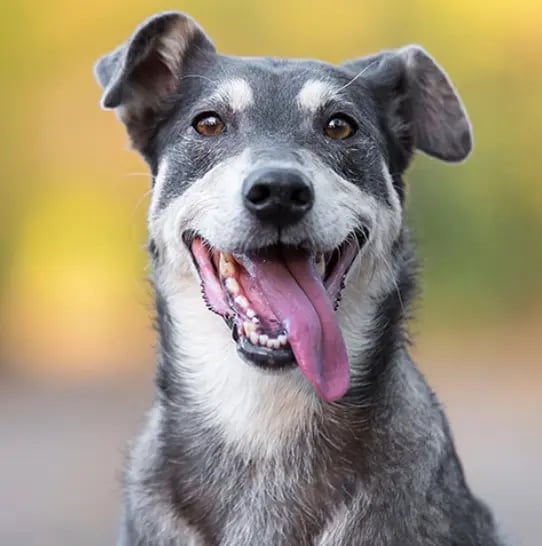 PetsWeSeeDogs