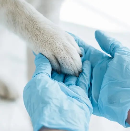 Two hands holding a dog's paw.