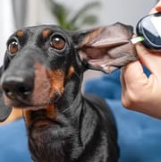 Dog being examined by a veterinarian.