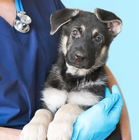 Dog being held by a veterinarian.