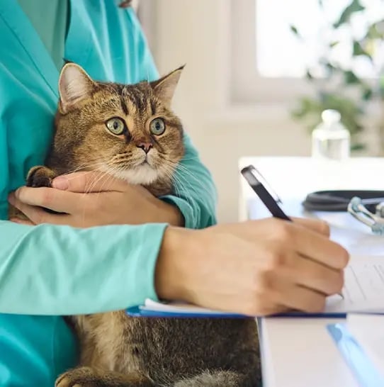 Vet signing in a pet cat.