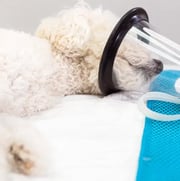 Dog on ventilator support
