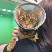 emergency-care-cat