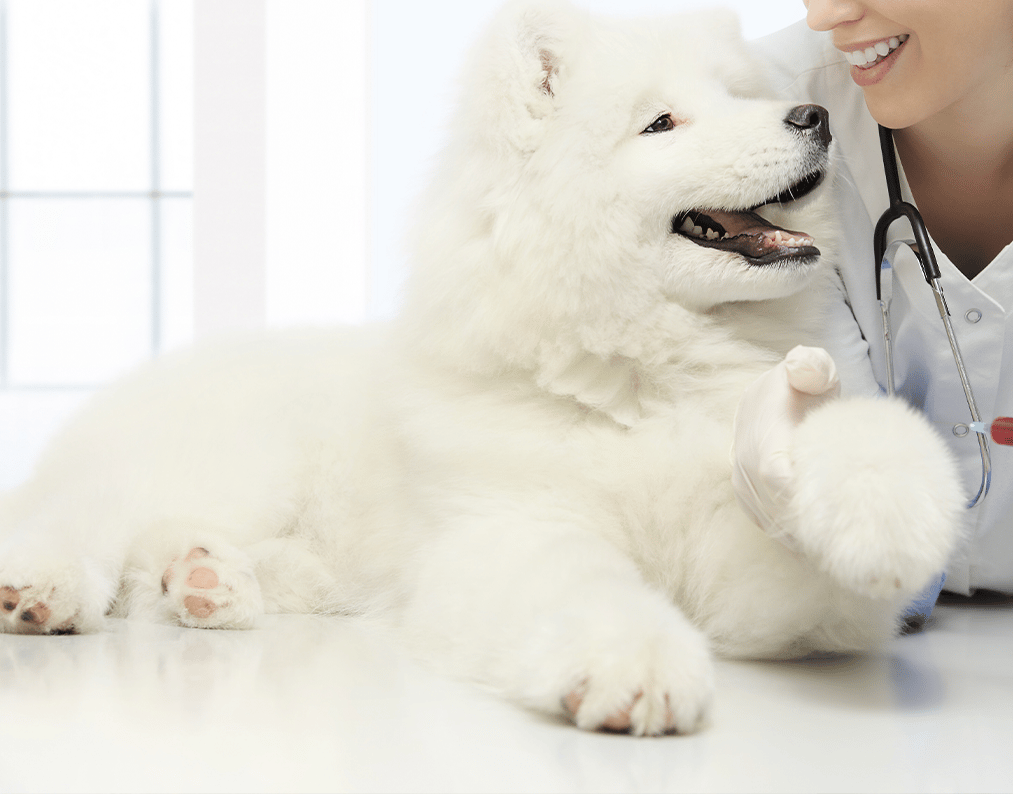 Happy dog smiling at the veterinarian.