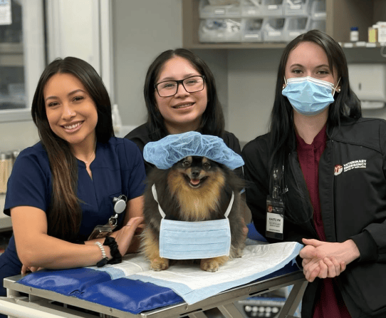 Vets gathered around a happy puppy dressed in surgical gear.