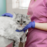 toxin-poison-treatment